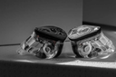 GreenAudio presenta: MOONDROP x Crinacle DUSK